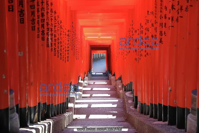 : Torii Gate tunnel at Hie-Jinja Shinto Shrine, Tokyo, Japan : Torii Gate tunnel at Hie-Jinja Shinto Shrine, Tokyo, Japan