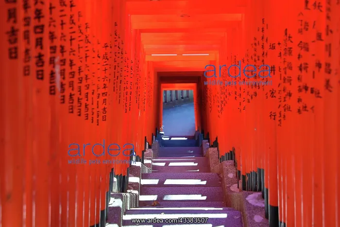 : Torii Gate tunnel at Hie-Jinja Shinto Shrine, Tokyo, Japan : Torii Gate tunnel at Hie-Jinja Shinto Shrine, Tokyo, Japan