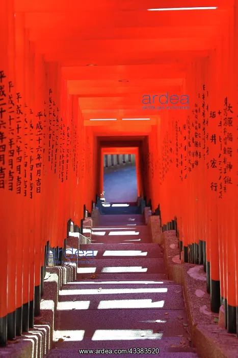 : Torii Gate tunnel at Hie-Jinja Shinto Shrine, Tokyo, Japan : Torii Gate tunnel at Hie-Jinja Shinto Shrine, Tokyo, Japan