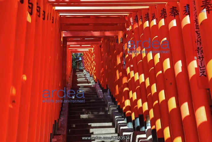 : Torii Gate tunnel at Hie-Jinja Shinto Shrine, Tokyo, Japan : Torii Gate tunnel at Hie-Jinja Shinto Shrine, Tokyo, Japan
