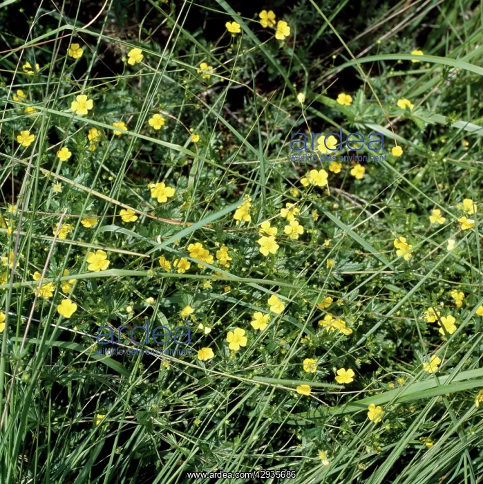  : Tormentil (Potentilla erecta)