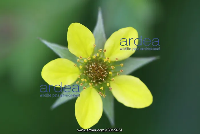 : Tormentil, Potentilla erecta : Tormentil, Potentilla erecta