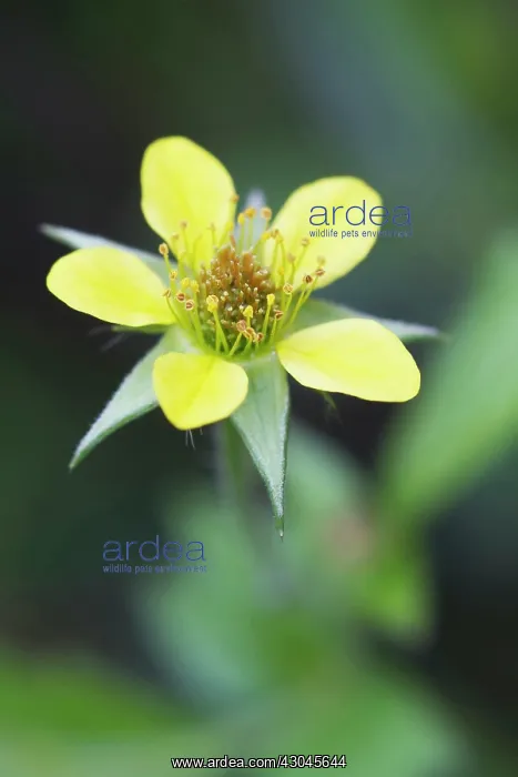 : Tormentil, Potentilla erecta : Tormentil, Potentilla erecta