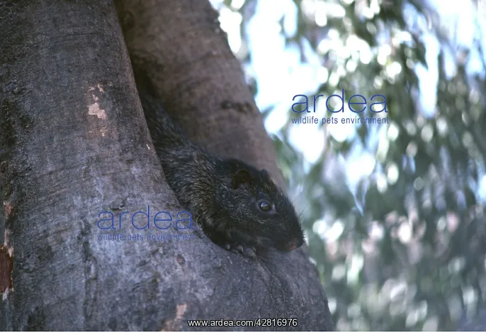 : TORO RAT - in tree : TORO RAT - in tree