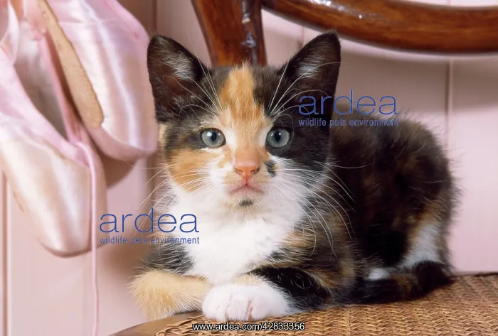 : Toroiseshell Cat - kitten with ballet shoes : Toroiseshell Cat - kitten with ballet shoes
