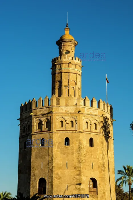 : Torre del Oro (Golden Tower) middle ages watchtower : Torre del Oro (Golden Tower) middle ages watchtower