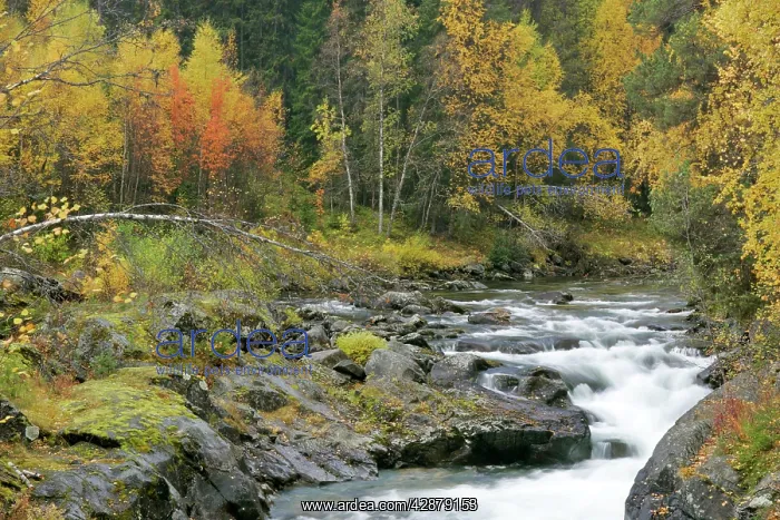 : Torrent in autumn - running over rocks through forest : Torrent in autumn - running over rocks through forest