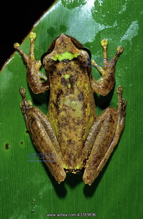 : Torrent Breeding Frog (Litoria arfakania) : Torrent Breeding Frog (Litoria arfakania)