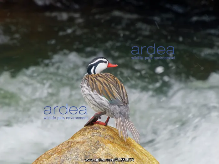 : Torrent Duck - drake perched on river boulder Me : Torrent Duck - drake perched on river boulder Me