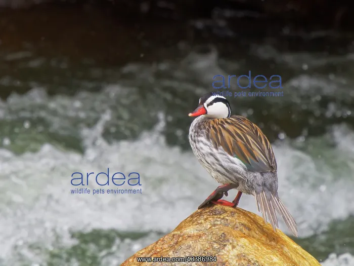  : Torrent Duck - drake perched on river boulder Me