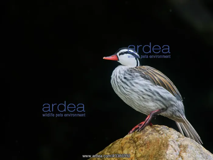 : Torrent Duck - drake perched on river boulder Me : Torrent Duck - drake perched on river boulder Me