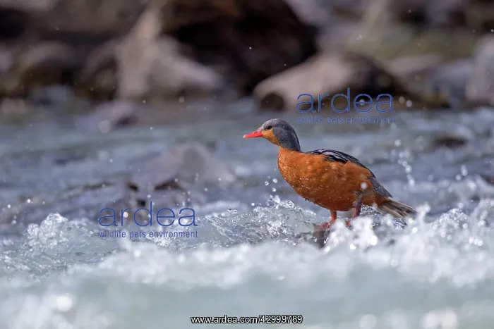 : Torrent Duck female : Torrent Duck female