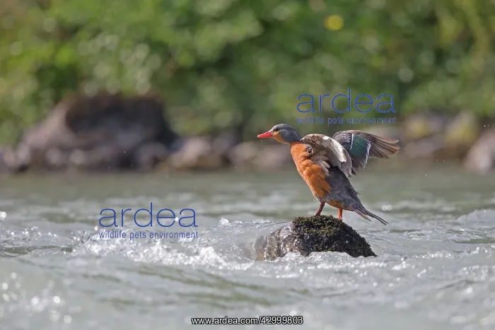 : Torrent Duck female stretching wings : Torrent Duck female stretching wings