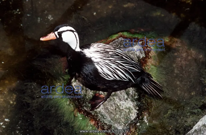 : TORRENT DUCK - male on stone : TORRENT DUCK - male on stone