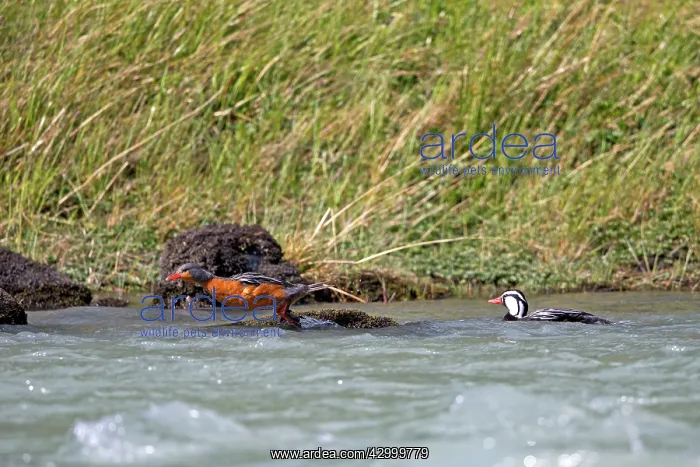 : Torrent Duck pair : Torrent Duck pair