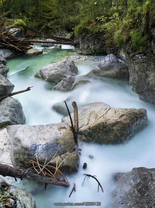 : The torrent Ramsauer Ache, Nationalpark : The torrent Ramsauer Ache, Nationalpark