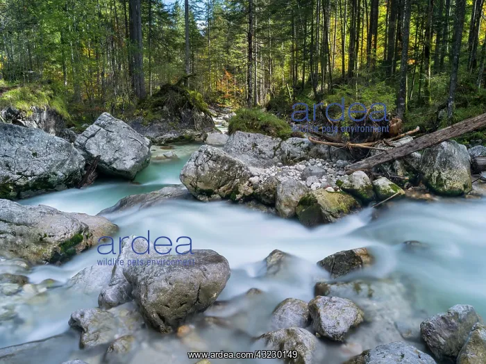 : The torrent Ramsauer Ache, Nationalpark : The torrent Ramsauer Ache, Nationalpark