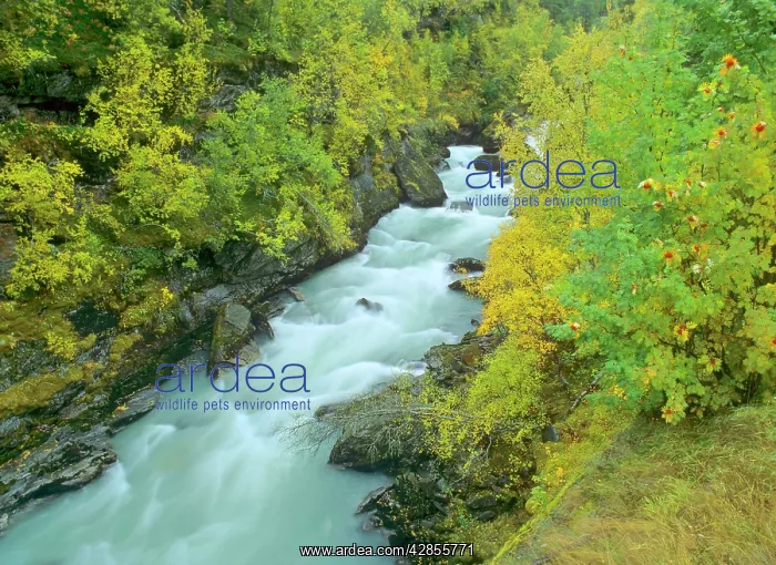: Torrent - rushing through colourful turned birch : Torrent - rushing through colourful turned birch