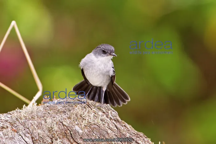 : Torrent Tyrannulet Flycatcher : Torrent Tyrannulet Flycatcher