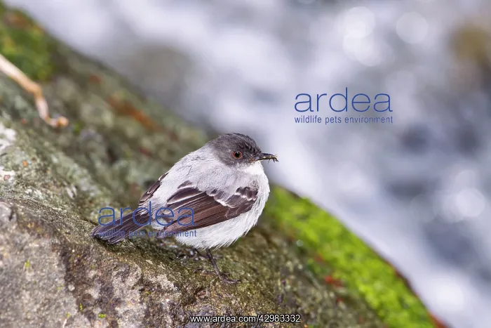 : Torrent Tyrannulet Flycatcher : Torrent Tyrannulet Flycatcher