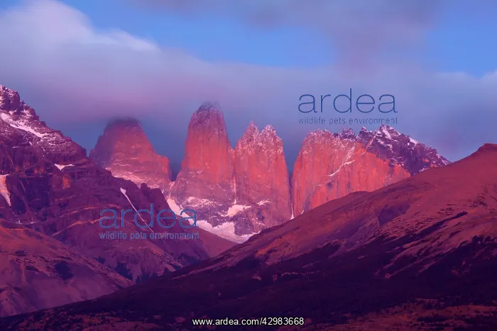 : Torres del Paine - alpenglow on mountain scenery : Torres del Paine - alpenglow on mountain scenery