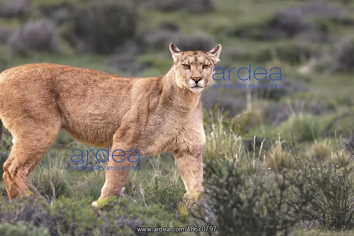 : Torres del Paine hunting puma, Chile : Torres del Paine hunting puma, Chile