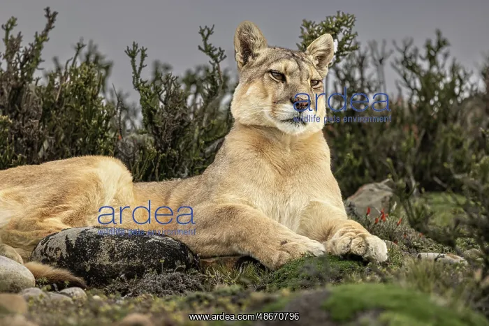 : Torres del Paine puma, Chile : Torres del Paine puma, Chile