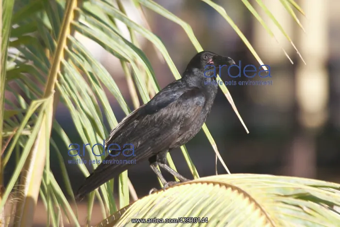 : Torresian Crow : Torresian Crow