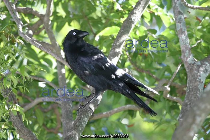 : Torresian Crow : Torresian Crow