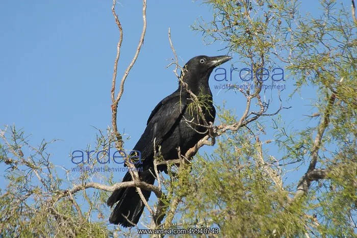 : Torresian Crow : Torresian Crow