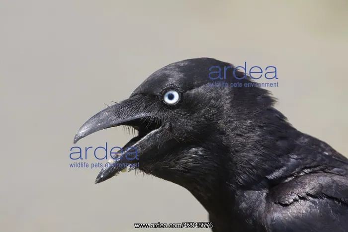 : Torresian Crow : Torresian Crow