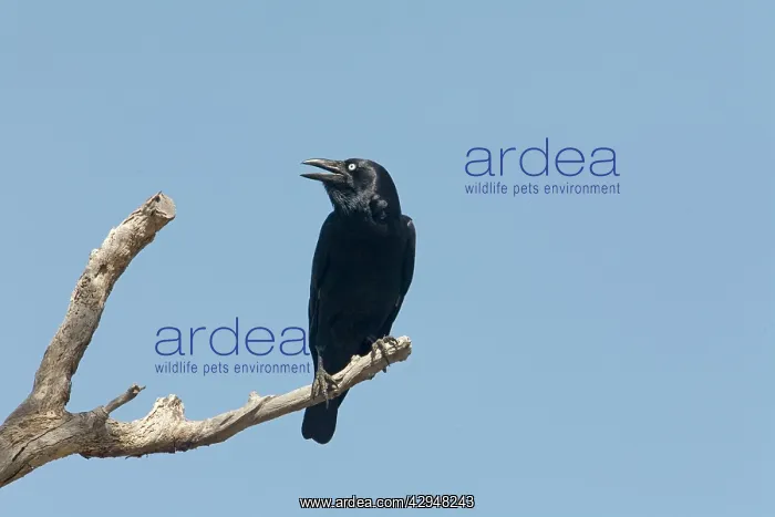 : Torresian Crow : Torresian Crow