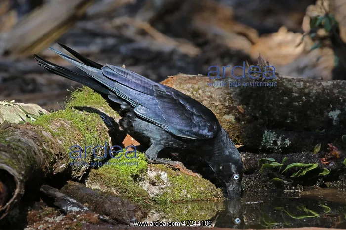 : Torresian Crow : Torresian Crow