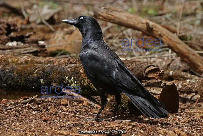  : Torresian Crow