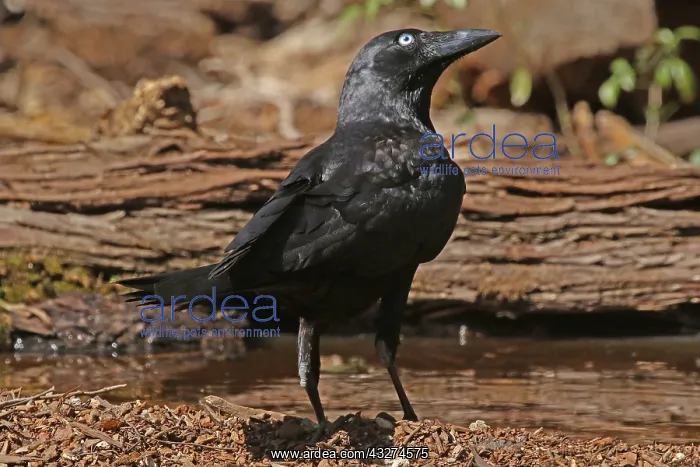  : Torresian Crow