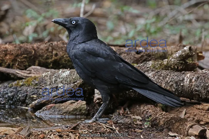  : Torresian Crow