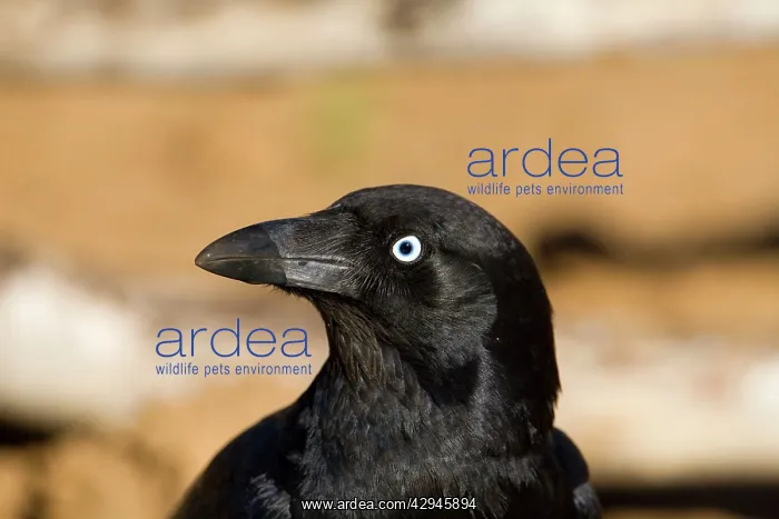 : Torresian Crow - beak wet from drinking : Torresian Crow - beak wet from drinking