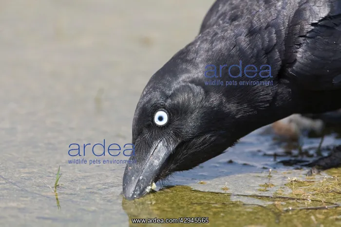 : Torresian Crow drinking : Torresian Crow drinking