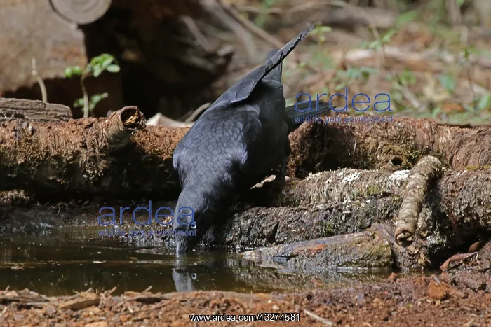 : Torresian Crow drinking : Torresian Crow drinking