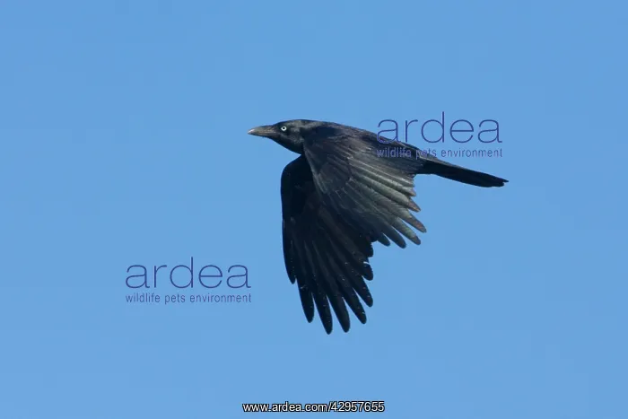 : Torresian Crow - In flight : Torresian Crow - In flight