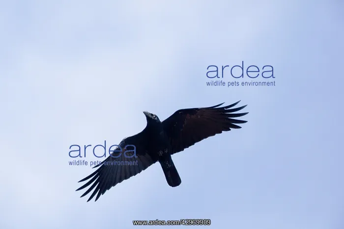 : Torresian Crow - in flight : Torresian Crow - in flight