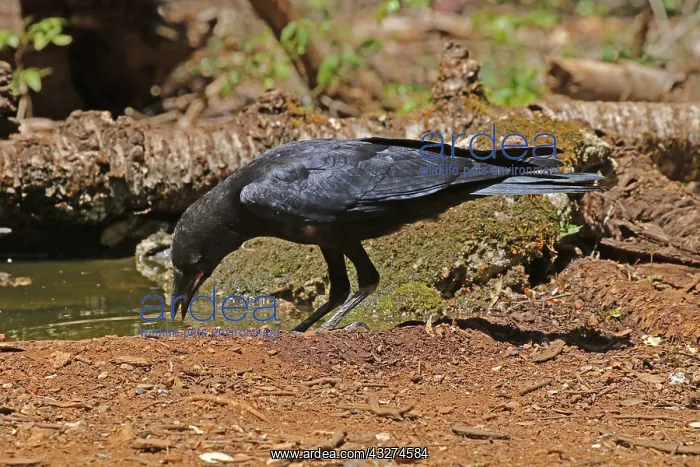 : Torresian Crow imm drinking : Torresian Crow imm drinking