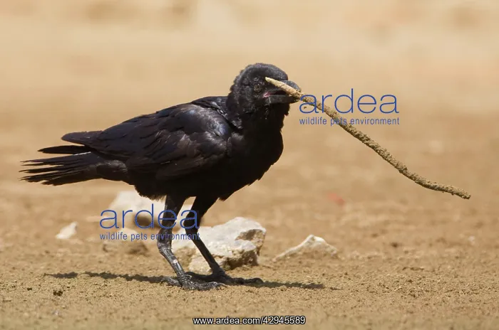: Torresian Crow with stick : Torresian Crow with stick
