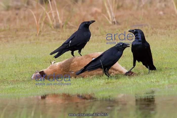 : Torresian Crows - Feeding on an Agile Wallaby (Macropus : Torresian Crows - Feeding on an Agile Wallaby (Macropus
