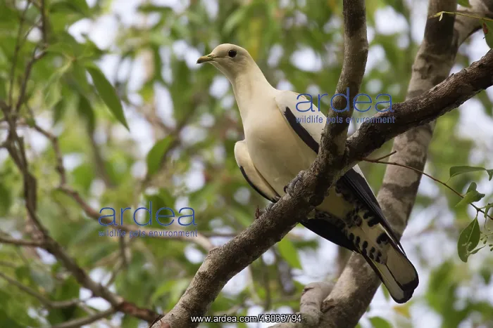 : Torresian Imperial Pigeon - Perched on a branch : Torresian Imperial Pigeon - Perched on a branch