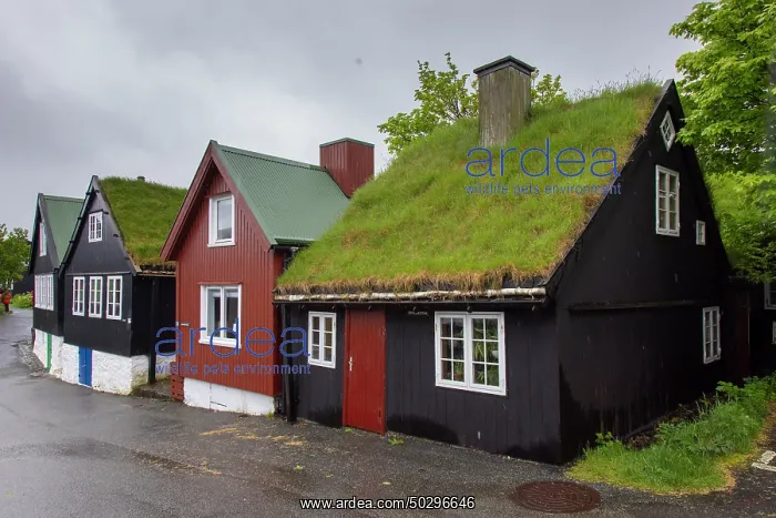 : Torshavn. Old traditional houses in Torshavn - Faroe Islands : Torshavn. Old traditional houses in Torshavn - Faroe Islands