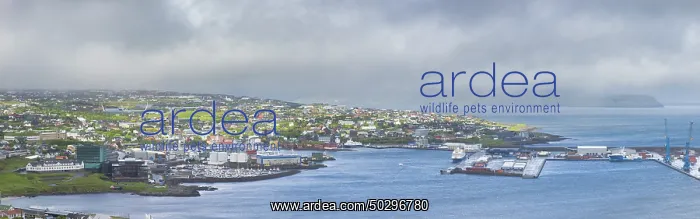  : Torshavn. View at the the city of Torshavn - Faroe Islands
