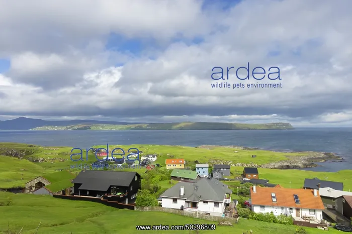 : Torshavn. View at the the city of Torshavn - Faroe Islands : Torshavn. View at the the city of Torshavn - Faroe Islands