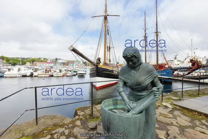 : Torshavn. View at the harbour of Torshavn - Faroe Islands : Torshavn. View at the harbour of Torshavn - Faroe Islands