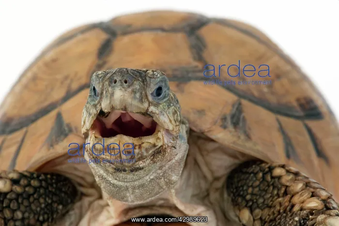  : Tortoise